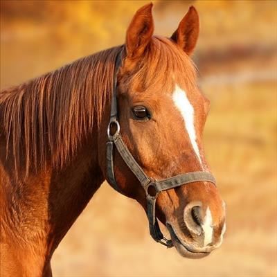 Man arrested for trying to punch horse