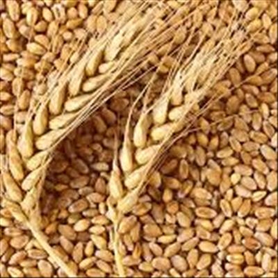 Less rain and less wheat for the Western Cape