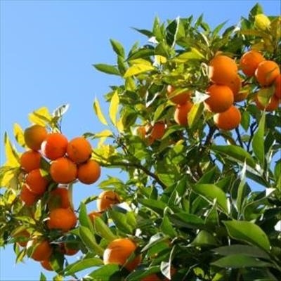 Citrus farmers paid off