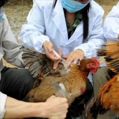 Compensation over bird flu yet to be finalised