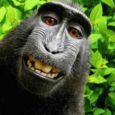 Photographer wins 'monkey selfie' legal fight