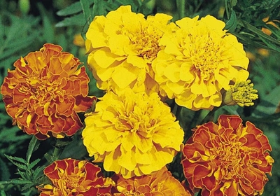 Marigolds not old-fashioned