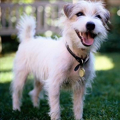 How modern dog training works