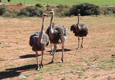 46 ostrich farms under quarantine