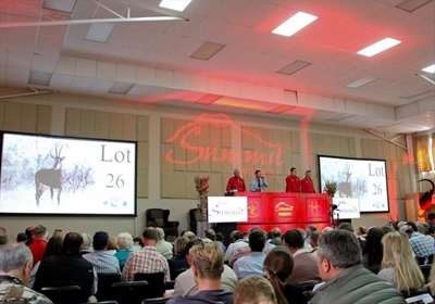 Quality wildlife go under the hammer
