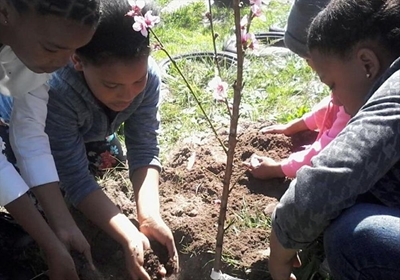40 trees for Fraaisig