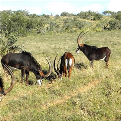 Cashing in on game farming