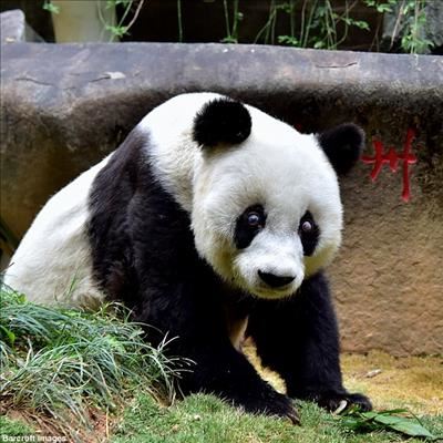 World's oldest captive panda Basi dies in China