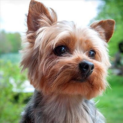 Motorist in blue Audi dumps Yorkie