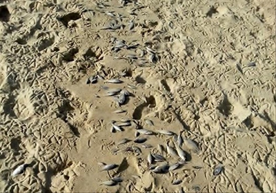 Quality of local rivers monitored constantly