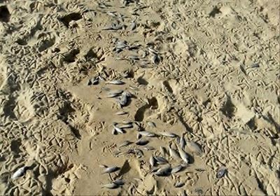 Quality of local rivers monitored constantly