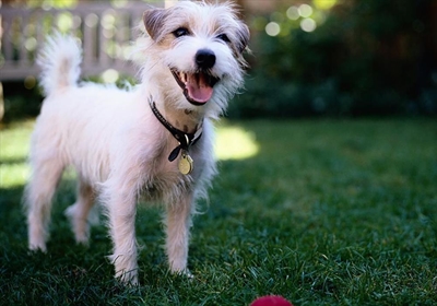 How modern dog training works
