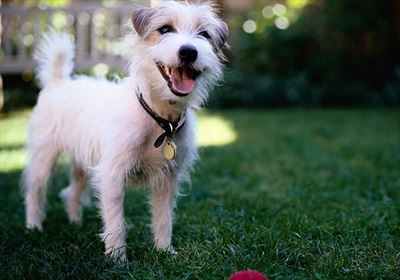How modern dog training works