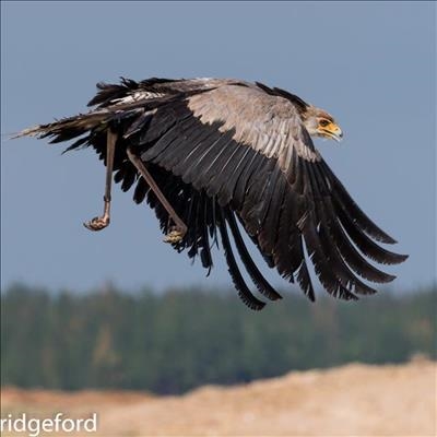 From the brink of death to soaring high