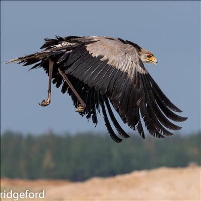 From the brink of death to soaring high