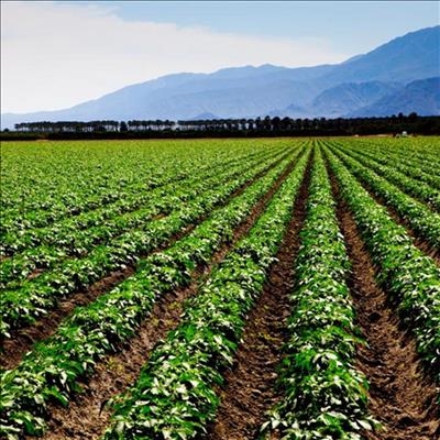 How to fertilise a crop correctly