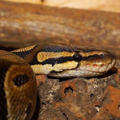 Ushaka Marine World confirms death of Pippa the python