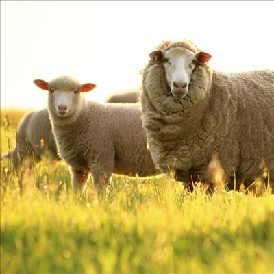 Merino farming family shares recipe for success