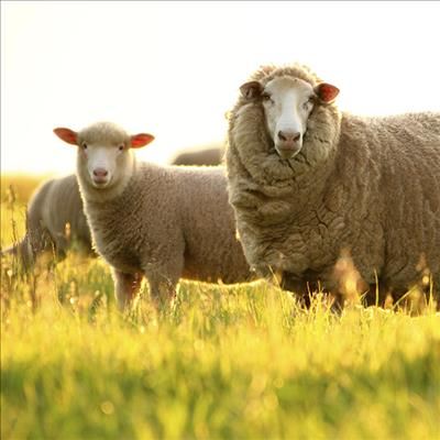 Merino farming family shares recipe for success