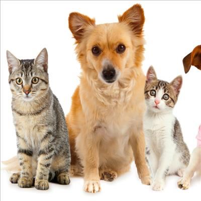 Support the SPCA