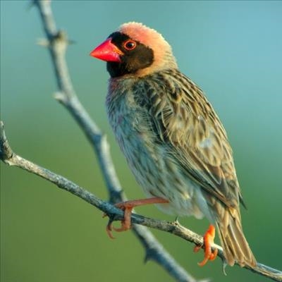 Report red-billed quelea outbreaks