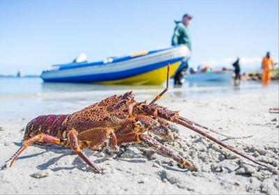 Status on WC rock lobster fishery sector