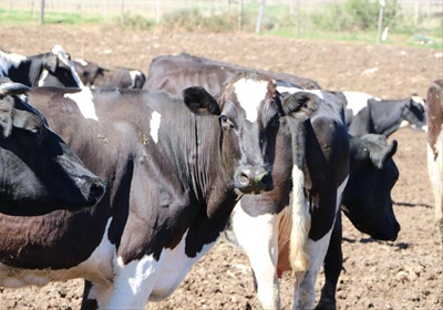 Inligtingsdag vir vleisbeesboere