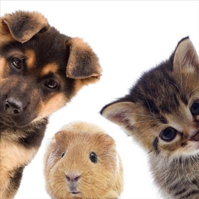 Support the SPCA pet photo competition