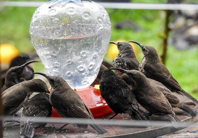 Helping our feathered friends