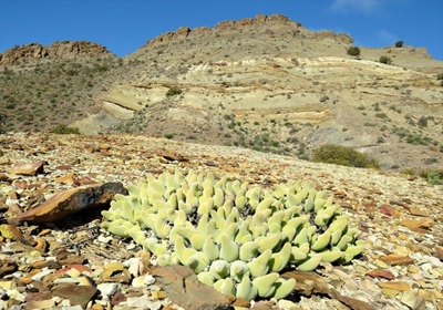 Voogdyskap help Karoo-plante beskerm