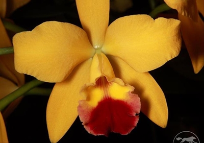 Attention orchid lovers!