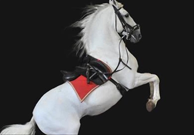 Rare performance by white stallions
