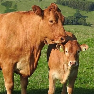 Bovine respiratory disease complex
