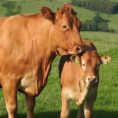 Bovine respiratory disease complex