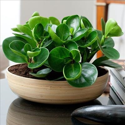 How to best care for indoor plants