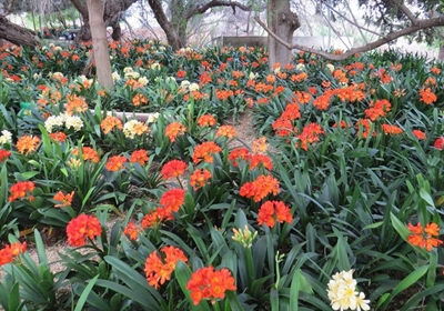 Clivias by Volmoed in volle blom