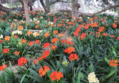 Clivias by Volmoed in volle blom