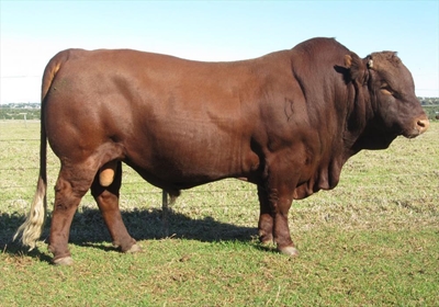 Bonsmaraveiling haal R1,9miljoen