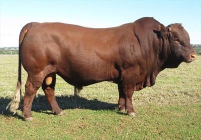 Bonsmaraveiling haal R1,9miljoen