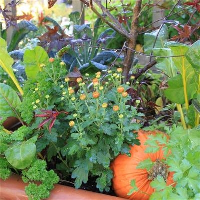 A pretty and practical garden
