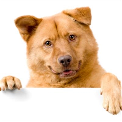 Make use of free rabies vaccine
