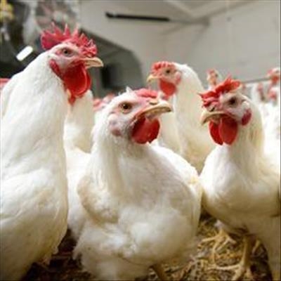 Millions of birds culled in Western Cape