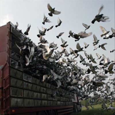 TRPF pigeons off to a good start