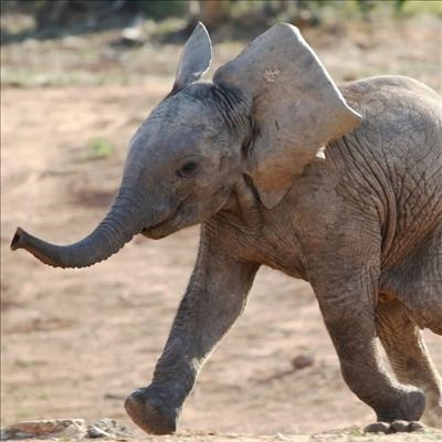 Elephant Park court case coming up