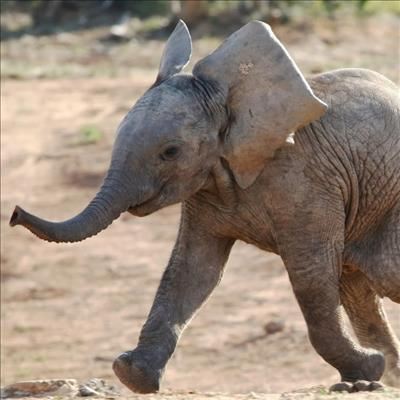 Elephant Park court case coming up