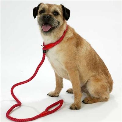 Honde en eienaars kan stryd veg teen kanker