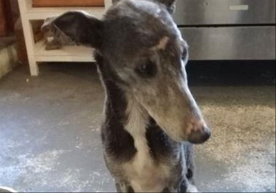 Hope for the hounds of Nieu-Bethesda