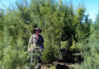 Alien tamarisk flourishes in drought