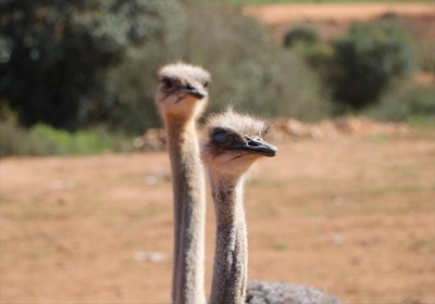 The latest on bird flu in the province