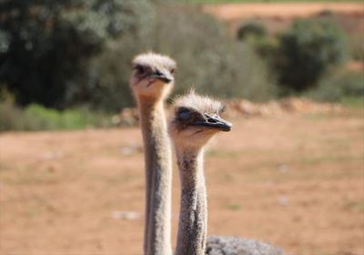 The latest on bird flu in the province